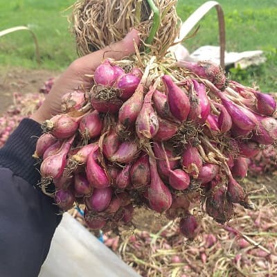 Bawang Merah Asli Brebes