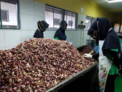 Produksi Bawang Merah Asli Brebes